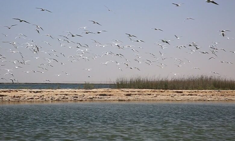 بحر النجف