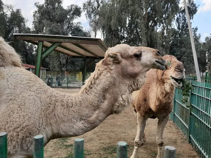 باغ وحش شهر بغداد