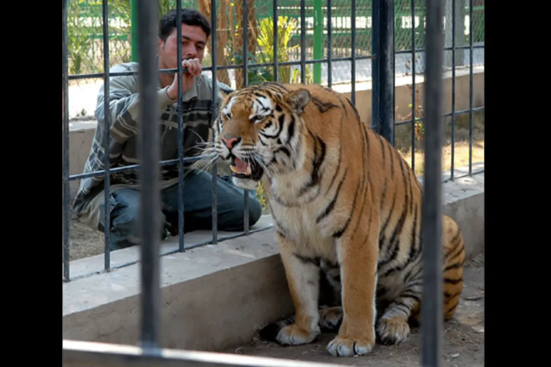 حیوانات باغ وحش بغداد